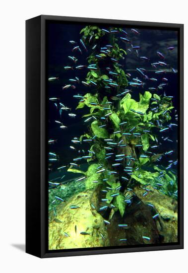 Aquarium, Loro Parque, Tenerife, Canary Islands, 2007-Peter Thompson-Framed Stretched Canvas