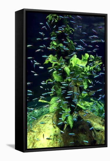 Aquarium, Loro Parque, Tenerife, Canary Islands, 2007-Peter Thompson-Framed Stretched Canvas