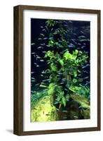 Aquarium, Loro Parque, Tenerife, Canary Islands, 2007-Peter Thompson-Framed Photographic Print