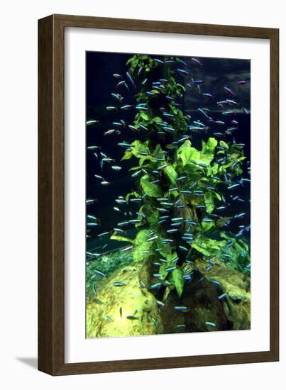 Aquarium, Loro Parque, Tenerife, Canary Islands, 2007-Peter Thompson-Framed Photographic Print