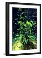 Aquarium, Loro Parque, Tenerife, Canary Islands, 2007-Peter Thompson-Framed Photographic Print