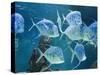 Aquarium, Oceanographic Institute, Monaco-Veille, Monaco-Ethel Davies-Stretched Canvas