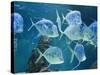 Aquarium, Oceanographic Institute, Monaco-Veille, Monaco-Ethel Davies-Stretched Canvas