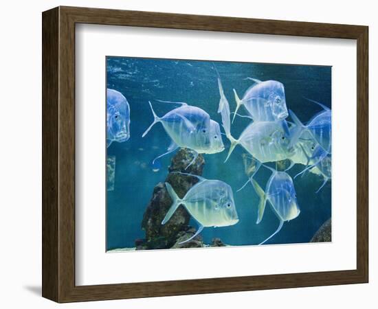 Aquarium, Oceanographic Institute, Monaco-Veille, Monaco-Ethel Davies-Framed Photographic Print