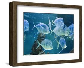 Aquarium, Oceanographic Institute, Monaco-Veille, Monaco-Ethel Davies-Framed Photographic Print