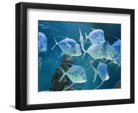 Aquarium, Oceanographic Institute, Monaco-Veille, Monaco-Ethel Davies-Framed Photographic Print