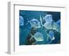 Aquarium, Oceanographic Institute, Monaco-Veille, Monaco-Ethel Davies-Framed Photographic Print