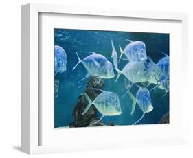 Aquarium, Oceanographic Institute, Monaco-Veille, Monaco-Ethel Davies-Framed Photographic Print