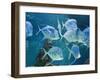 Aquarium, Oceanographic Institute, Monaco-Veille, Monaco-Ethel Davies-Framed Photographic Print