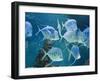 Aquarium, Oceanographic Institute, Monaco-Veille, Monaco-Ethel Davies-Framed Photographic Print