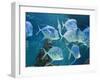 Aquarium, Oceanographic Institute, Monaco-Veille, Monaco-Ethel Davies-Framed Photographic Print