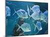 Aquarium, Oceanographic Institute, Monaco-Veille, Monaco-Ethel Davies-Mounted Photographic Print