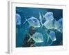 Aquarium, Oceanographic Institute, Monaco-Veille, Monaco-Ethel Davies-Framed Photographic Print