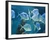 Aquarium, Oceanographic Institute, Monaco-Veille, Monaco-Ethel Davies-Framed Photographic Print