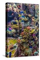 Aquarium Tropical Fish on A Coral Reef-bloodua-Stretched Canvas