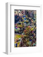 Aquarium Tropical Fish on A Coral Reef-bloodua-Framed Photographic Print