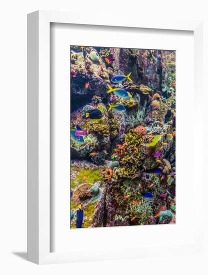 Aquarium Tropical Fish on A Coral Reef-bloodua-Framed Photographic Print