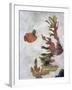 Aquarium Variation I-Kari Taylor-Framed Giclee Print