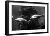 Aquarium-null-Framed Premium Photographic Print