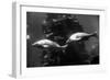 Aquarium-null-Framed Premium Photographic Print