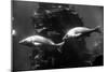 Aquarium-null-Mounted Premium Photographic Print