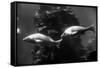 Aquarium-null-Framed Stretched Canvas