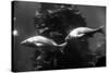 Aquarium-null-Stretched Canvas