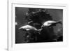 Aquarium-null-Framed Photographic Print