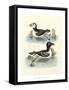 Aquatic Birds II-George Edwards-Framed Stretched Canvas