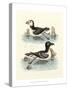 Aquatic Birds II-George Edwards-Stretched Canvas
