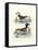 Aquatic Birds II-George Edwards-Framed Stretched Canvas