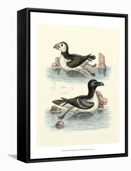 Aquatic Birds II-George Edwards-Framed Stretched Canvas