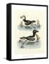 Aquatic Birds II-George Edwards-Framed Stretched Canvas