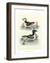 Aquatic Birds II-George Edwards-Framed Art Print