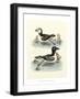 Aquatic Birds II-George Edwards-Framed Art Print