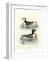 Aquatic Birds II-George Edwards-Framed Art Print