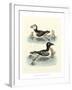 Aquatic Birds II-George Edwards-Framed Art Print