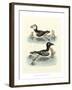 Aquatic Birds II-George Edwards-Framed Art Print