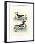 Aquatic Birds II-George Edwards-Framed Art Print