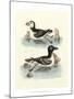 Aquatic Birds II-George Edwards-Mounted Art Print