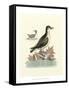 Aquatic Birds III-George Edwards-Framed Stretched Canvas