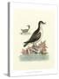 Aquatic Birds III-George Edwards-Stretched Canvas
