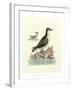 Aquatic Birds III-George Edwards-Framed Art Print