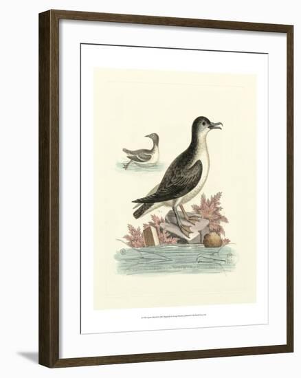 Aquatic Birds III-George Edwards-Framed Art Print