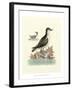 Aquatic Birds III-George Edwards-Framed Art Print