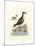 Aquatic Birds III-George Edwards-Mounted Art Print