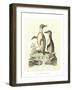 Aquatic Birds IV-George Edwards-Framed Art Print