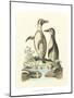 Aquatic Birds IV-George Edwards-Mounted Art Print
