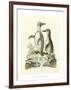 Aquatic Birds IV-George Edwards-Framed Art Print