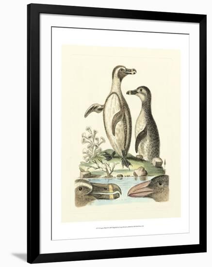 Aquatic Birds IV-George Edwards-Framed Art Print